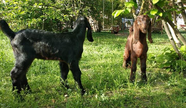 Фото: Дамасская коза