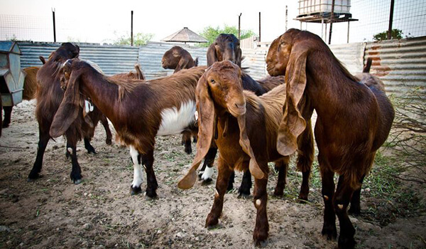 Фото: Дамасская порода коз шами