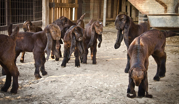 Фото: Дамасские козы