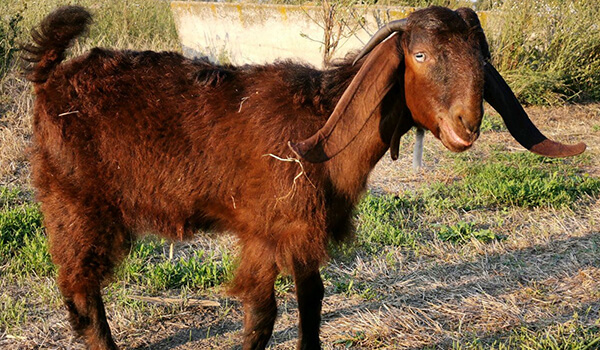 Фото: Как выглядит дамасская коза