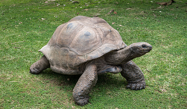 Фото: Как выглядит гигантская черепаха