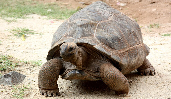 Фото: Гигантская черепаха из Красной книги