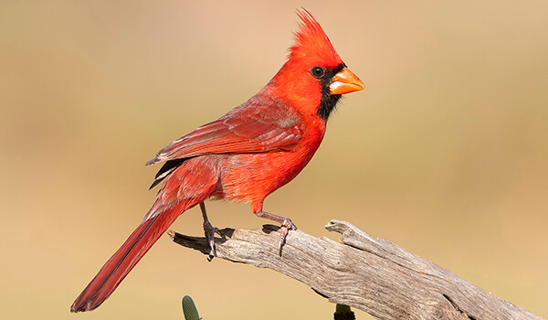 Фото: Красный кардинал