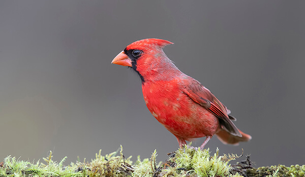 Фото: Как выглядит красный кардинал