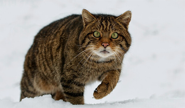 Фото: Амурский лесной кот из Красной книги