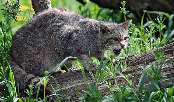 Фото: Как выглядит амурский лесной кот