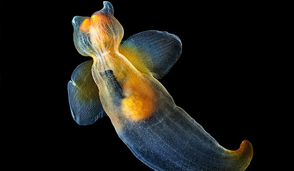 Фото: Моллюск морской ангел