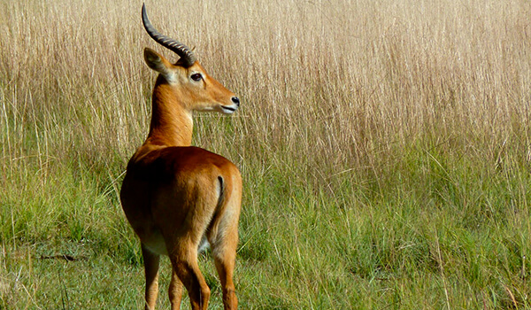 Фото: Африканская антилопа пуку