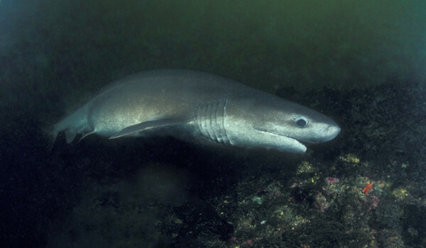 Фото: Шестижаберная глубоководная акула