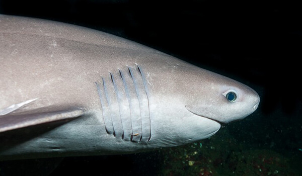 Фото: Как выглядит шестижаберная акула