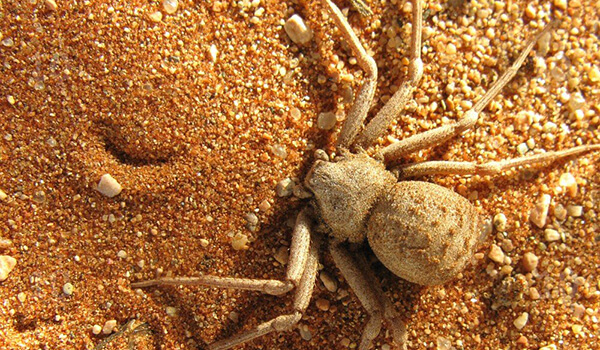 Фото: Как выглядит шестиглазый песочный паук