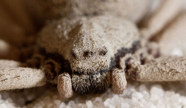 Фото: Шестиглазый песочный паук