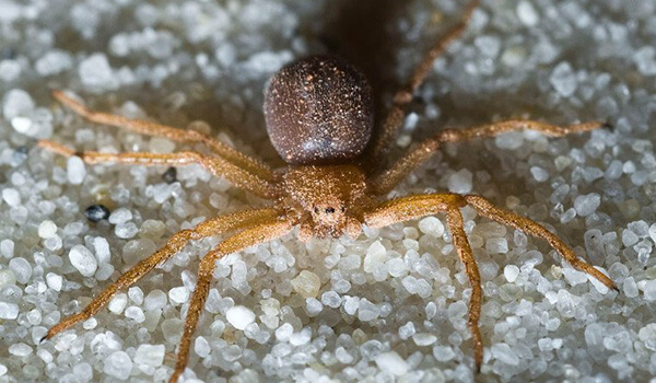 Фото: Шестиглазый песочный паук в Африке