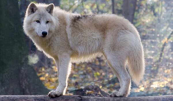 Фото: Как выглядит тундровый волк
