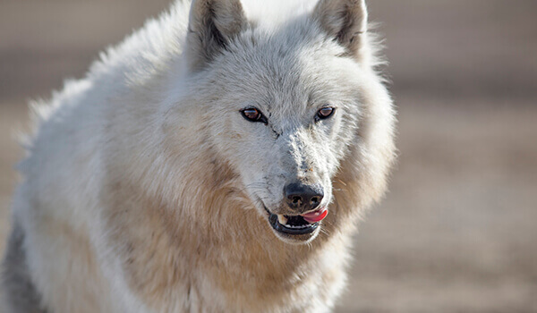 Фото: Евроазиатский тундровый волк