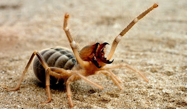 Фото: Верблюжий паук в пустыне