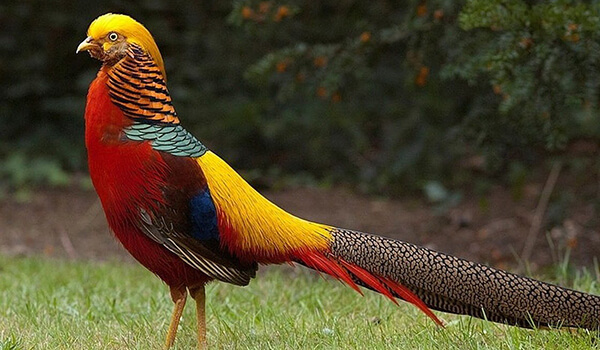 Фото: Птица золотой фазан