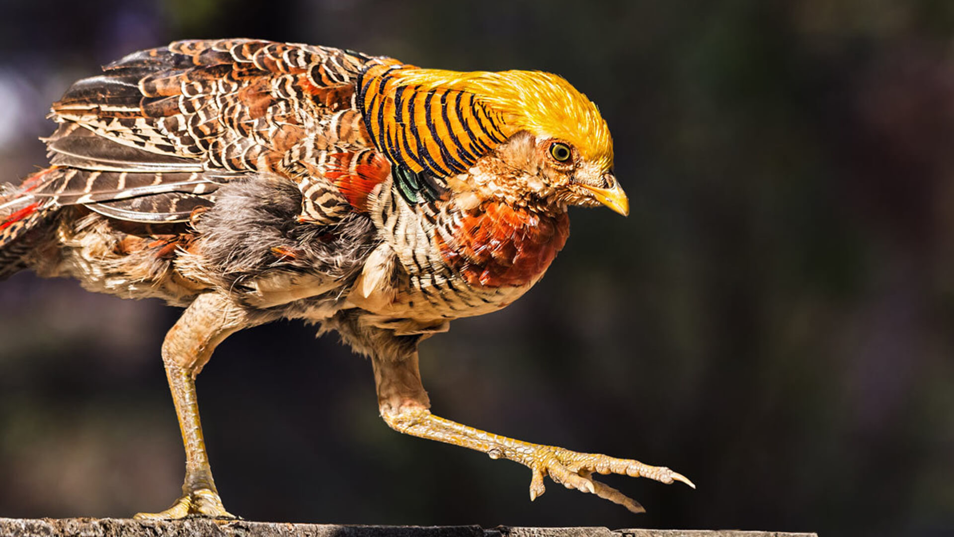 Фиалка золотой фазан фото
