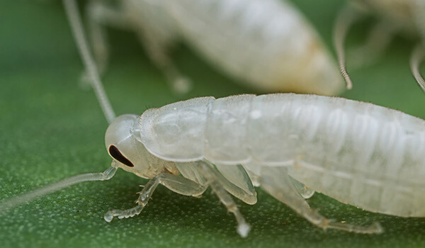 Фото: Как выглядит белый таракан
