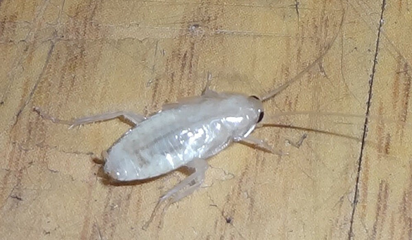 Фото: Белый прозрачный таракан