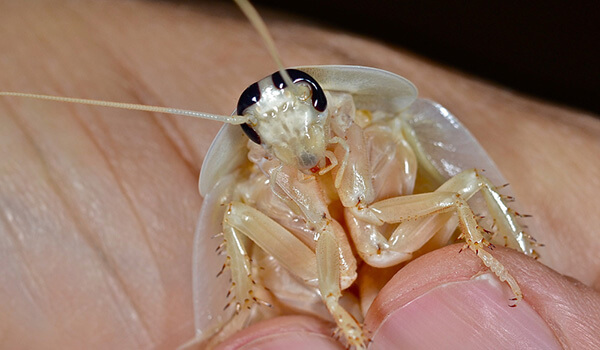 Фото: Маленький белый таракан