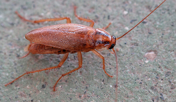 Фото тараканов - виды, разновидности и описание