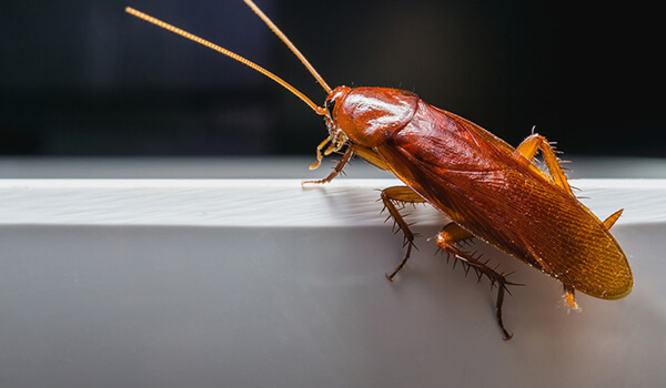 Фото: Как выглядит рыжий таракан