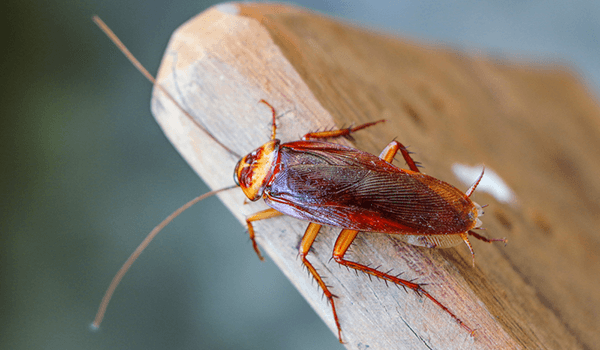 Фото тараканов - виды, разновидности и описание