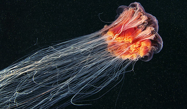 Фото: Медуза цианея