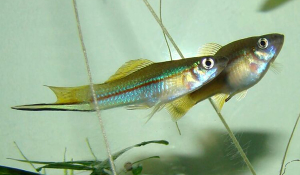 Фото: Рыбка зеленый меченосец