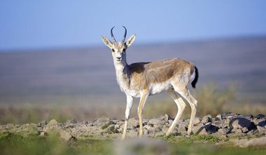 Джейран фото где обитает