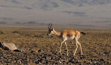 Джейран фото где обитает