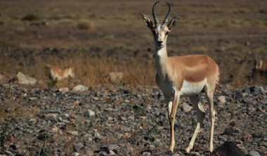 Джейран фото где обитает