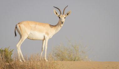 Джейран фото где обитает