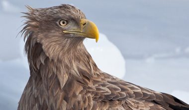 Орлан белохвост фото и описание