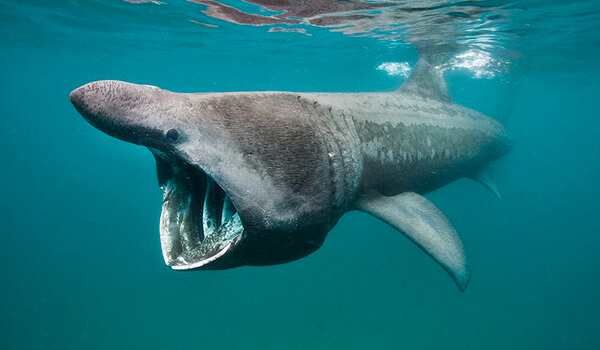 Фото: Гигантская акула в море