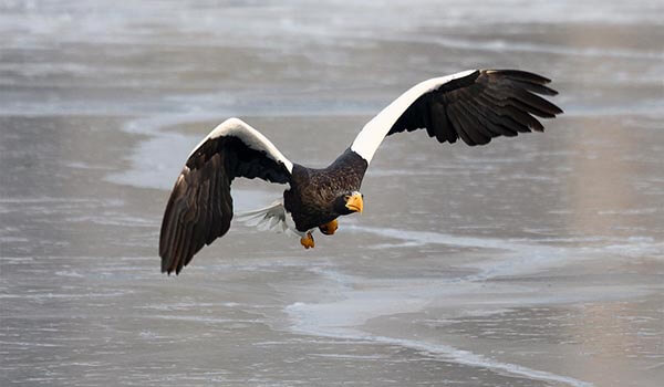 Фото: Белоплечий орлан