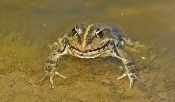 Фото: Озерная лягушка