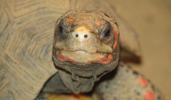 Фото: Угольная черепаха