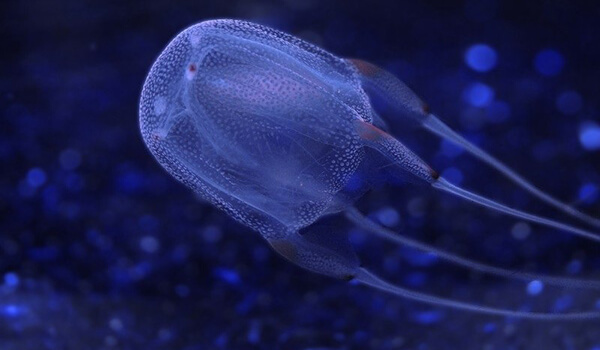 Фото: Медуза морская оса