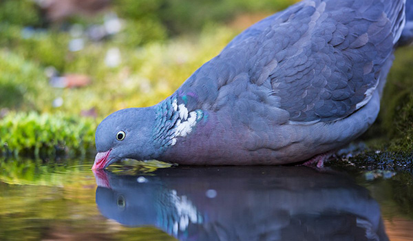 Обзор основных видов диких голубей, их описание с фото и видео
